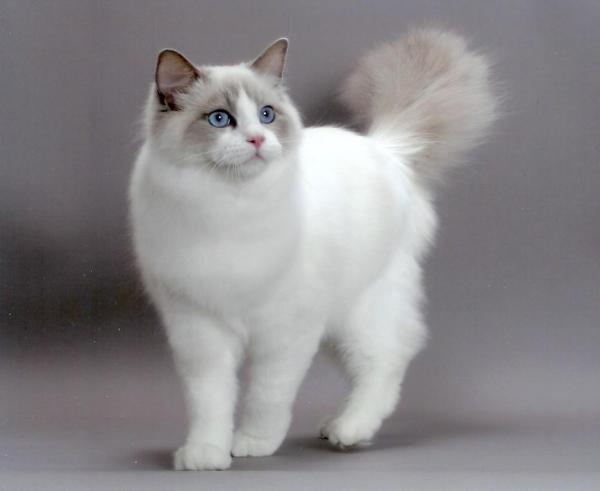 immagine di gatti siamesi bianchi
