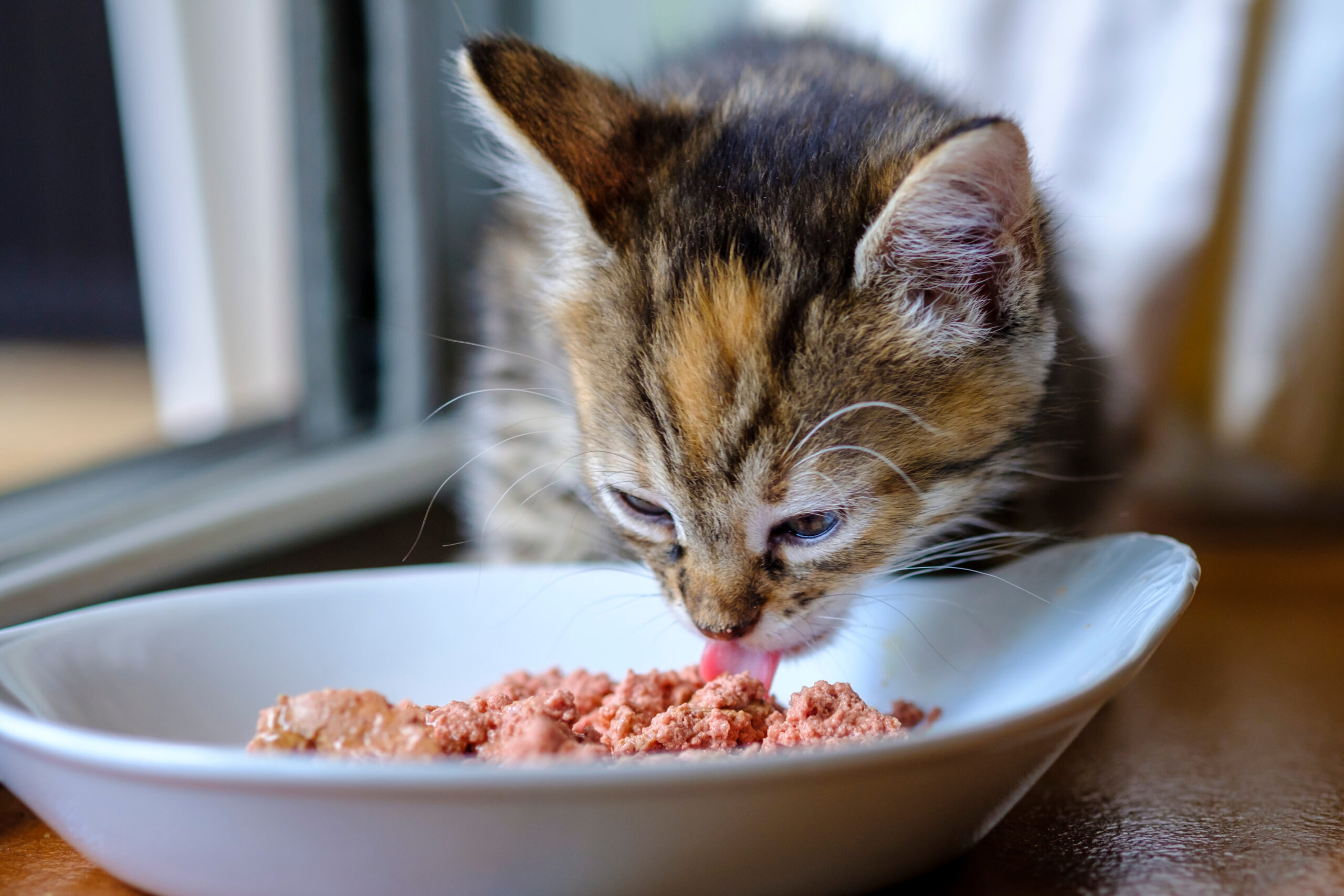 alimentazione gattino tre mesi