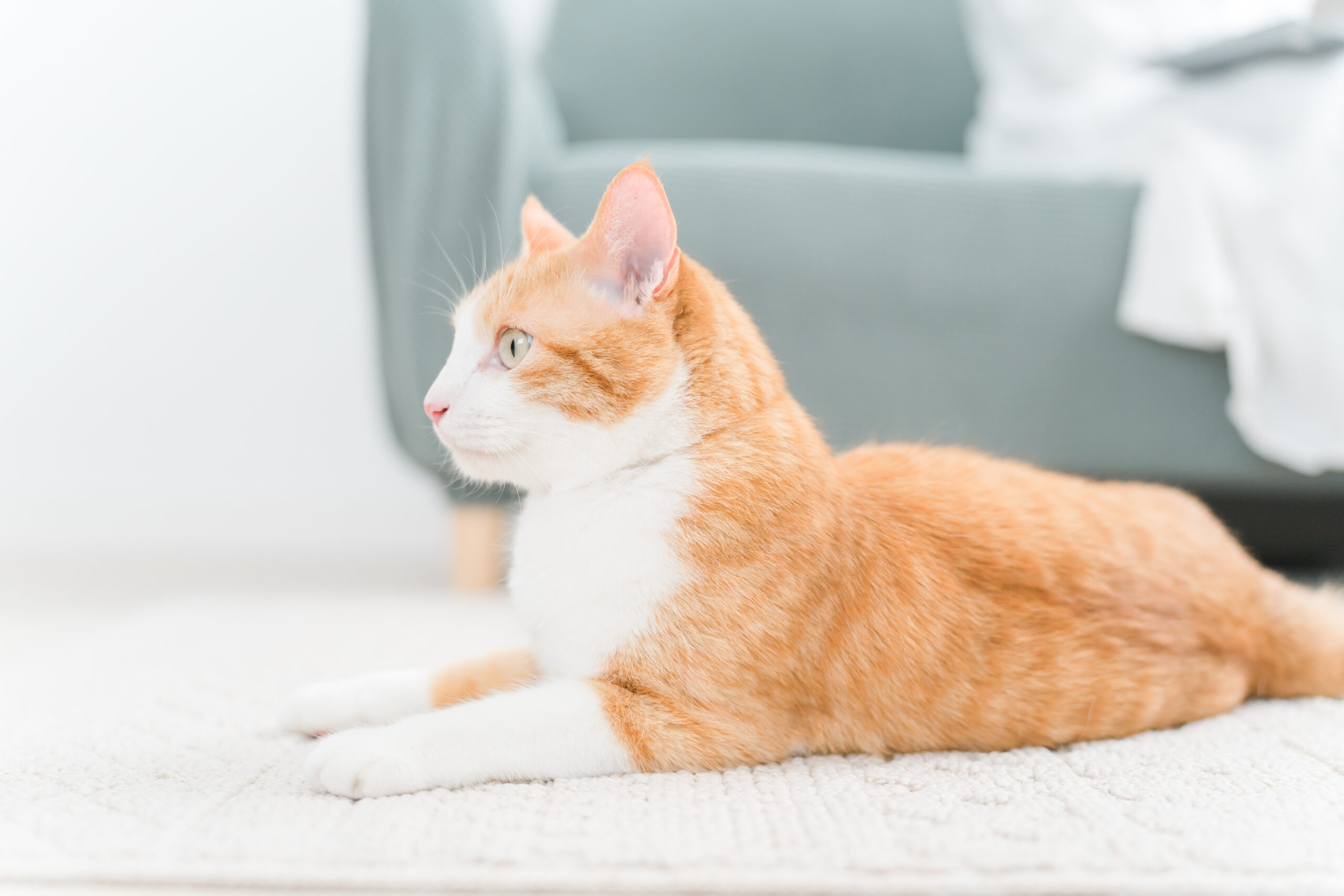 primo calore gatti maschi: scopri i comportamenti